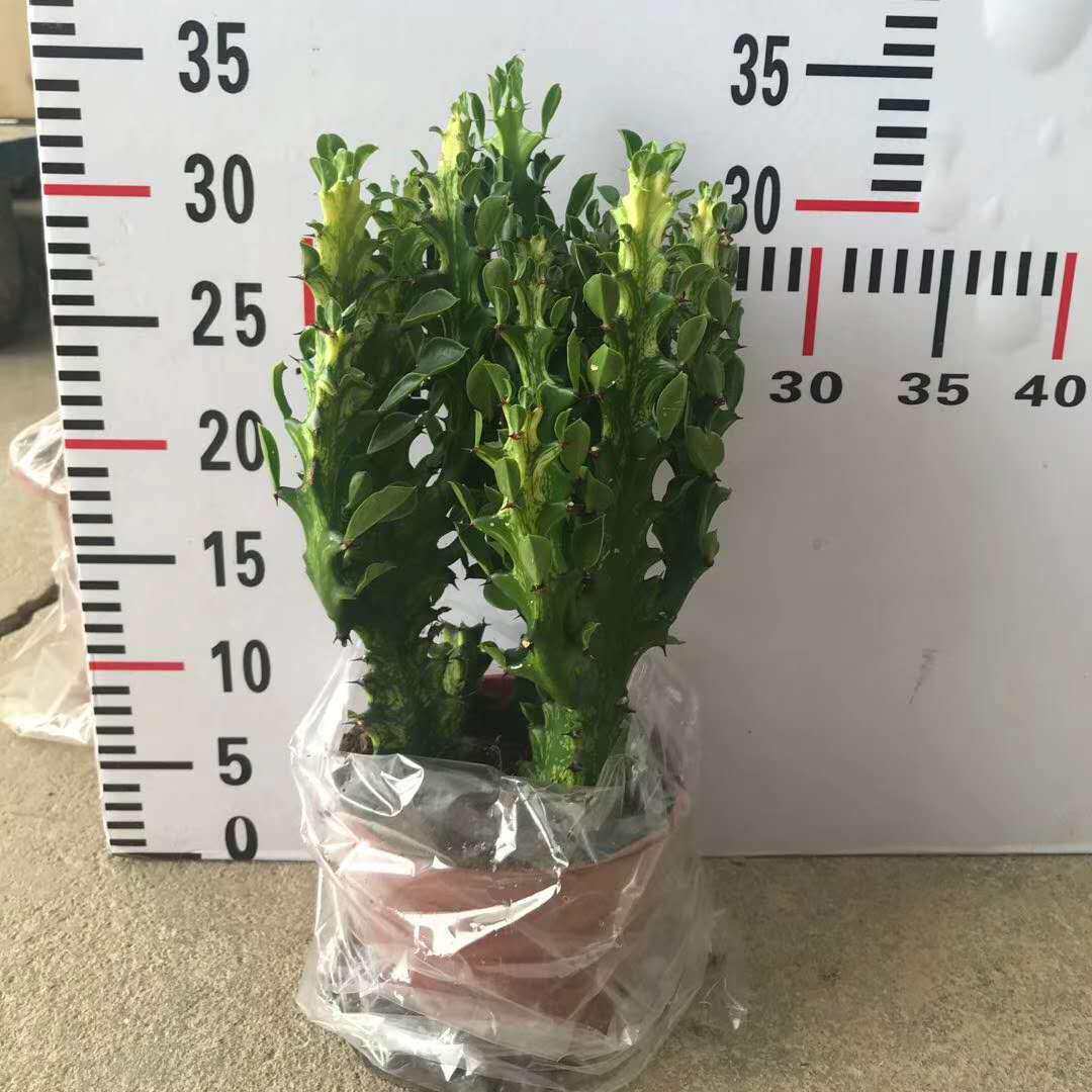 基地直销居家花卉盆栽植物室内小盆栽观赏植物130#龙骨锦