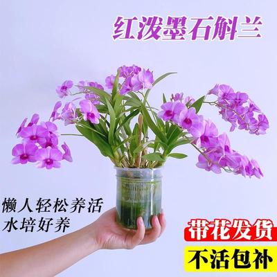 带花苞红泼墨石斛兰花苗室内水培苔藓球好养花卉绿植桌面盆栽客厅