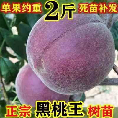 中华黑桃王桃树果苗嫁接新品种特大晚熟桃树苗黑桃皇後树苗冬桃苗
