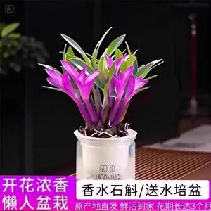 【下单立减50】带红芽七彩香水石斛兰精品澳洲石斛水培盆栽JH