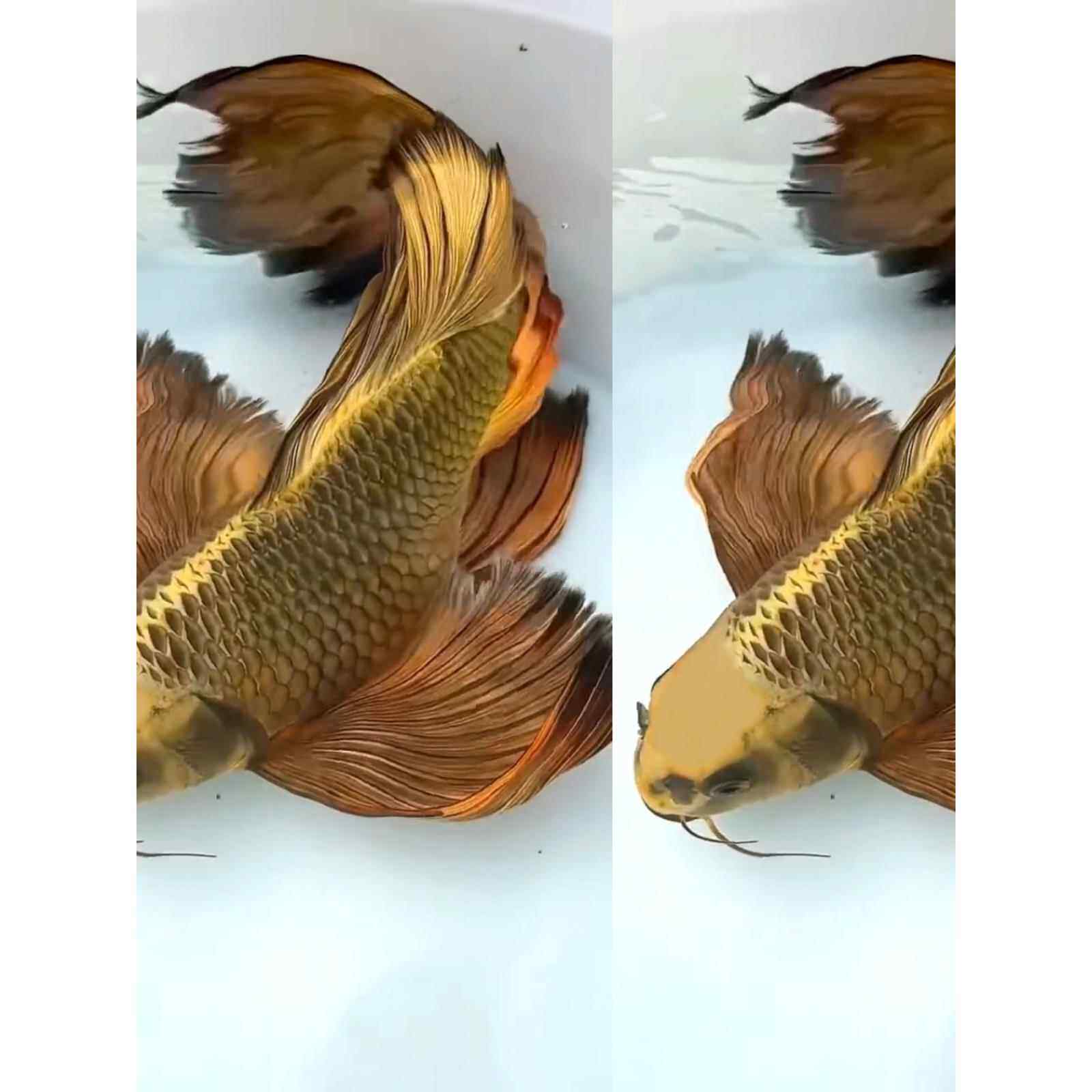 台湾古铜熊猫蝴蝶鲤古铜龙凤古典黄金锦鲤普身长尾冷水淡水观赏鱼