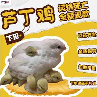 芦丁鸡受精蛋可孵网红幼鸡活物宠物鸡全色系家养宠物卢丁鸡成鸡