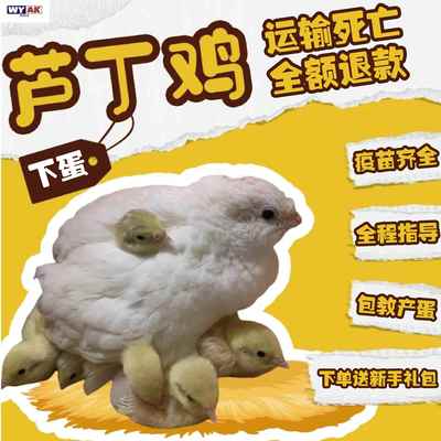 芦丁鸡受精蛋可孵网红幼鸡活物宠物鸡全色系家养宠物卢丁鸡成鸡