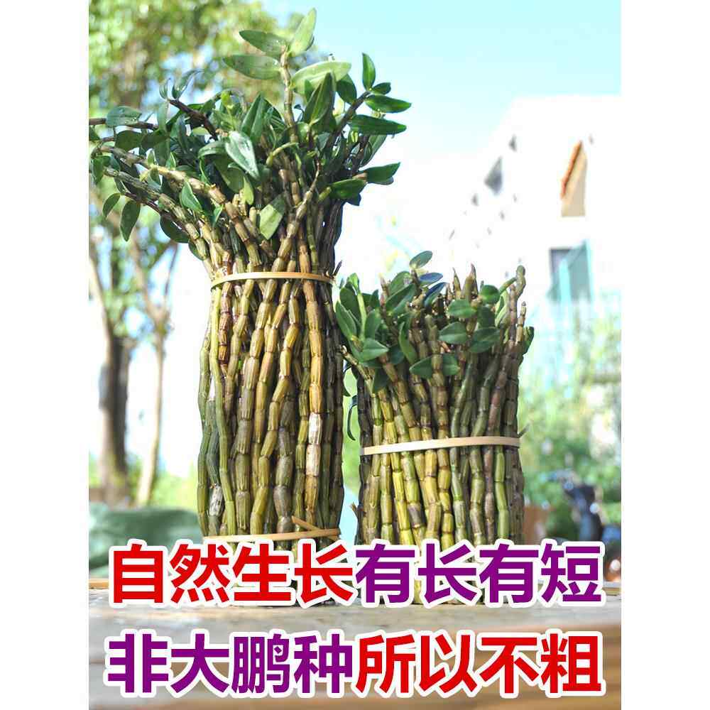 新鲜铁皮石斛鲜条500g四年生长霍山石斛枫斗1斤铁皮养生煲汤炖鸡