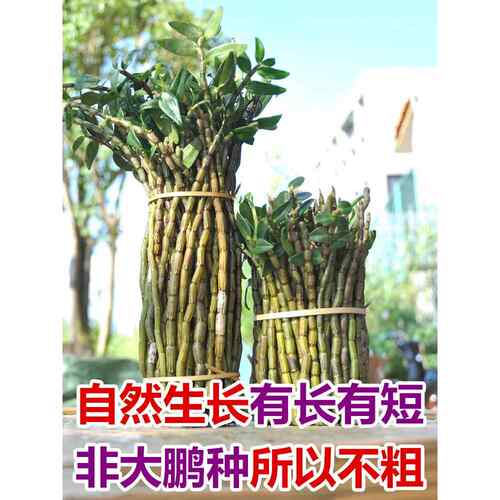 新鲜铁皮石斛鲜条500g四年生长霍山石斛枫斗1斤铁皮养生煲汤炖鸡