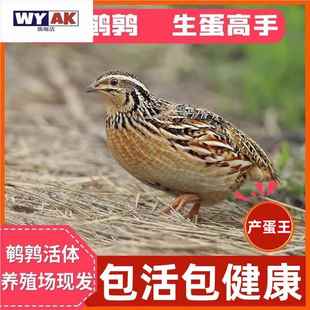 鹌鹑活鸟鸟活苗天天下蛋小鸡活物阳台可养产蛋青年繁殖鸟