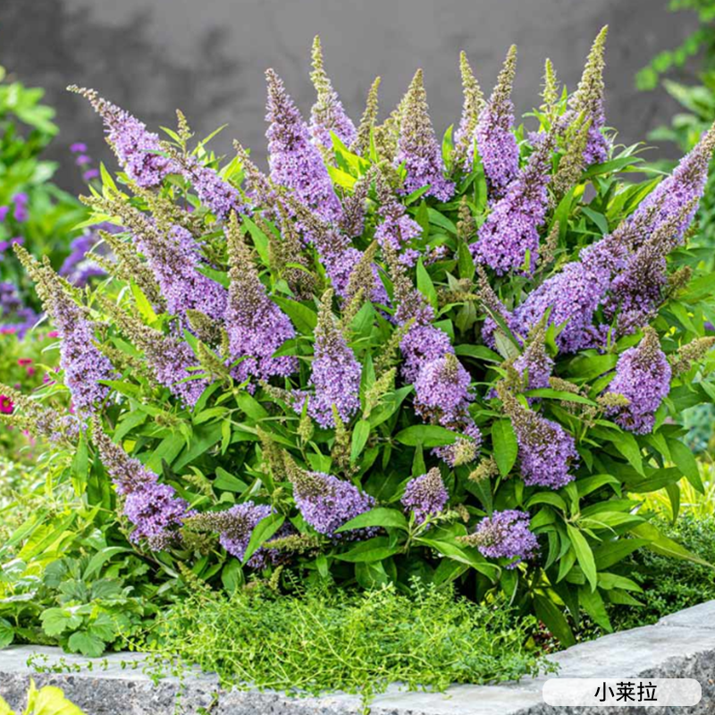 虹越醉鱼草蝴蝶糖果系列庭院花园花灌木耐热观花植物夏天开花盆栽