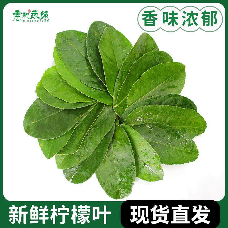 新鲜柠檬叶青柠叶鱼生切丝西餐香料菜调料烹饪料理冬阴功汤食材