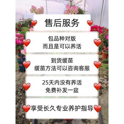 三角梅带花盆栽绿樱重瓣老桩大苗红樱安格斯庭院爬藤植物四季开花