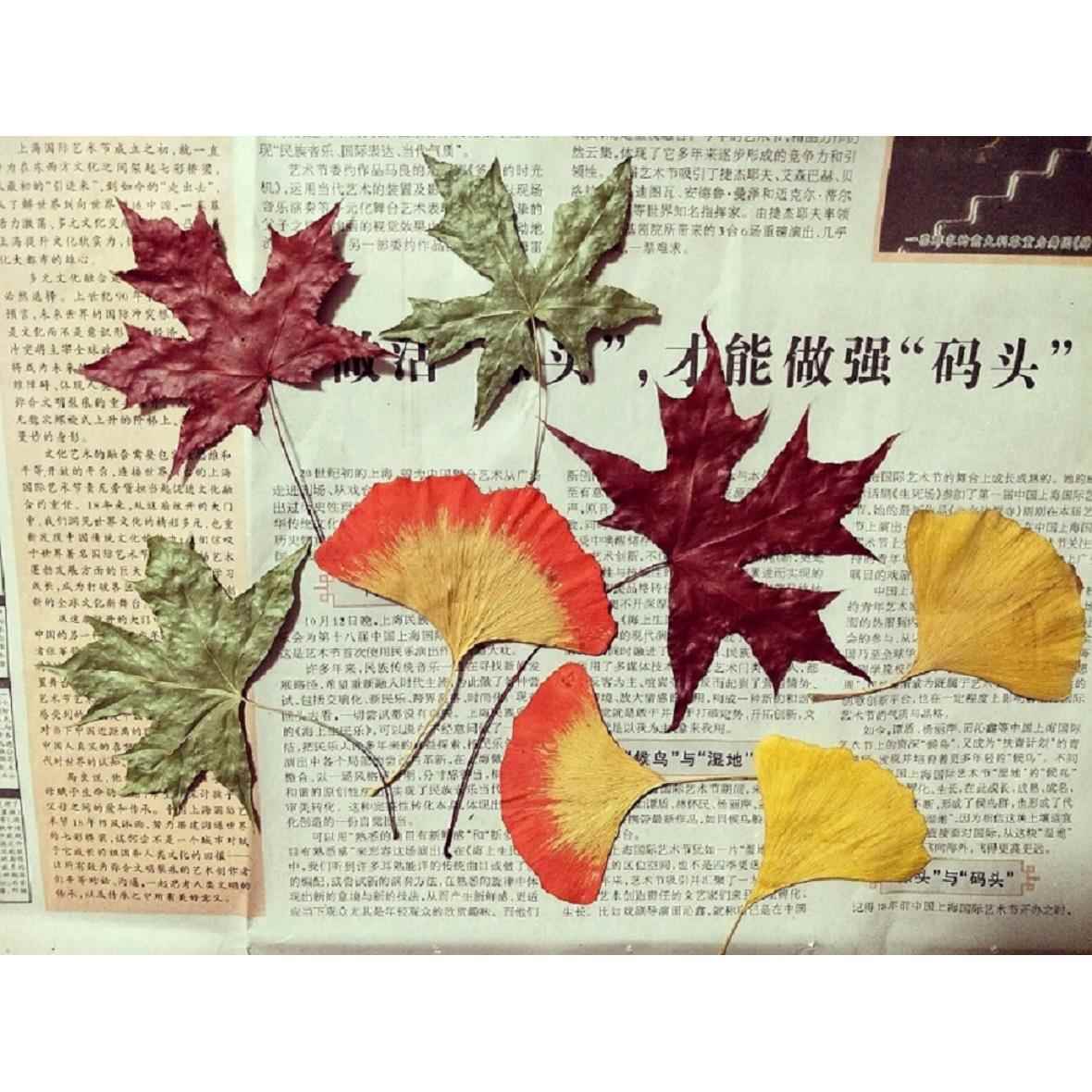 北京香山红枫叶标本 干花杏叶玉兰叶脉书签diy押花手工材料道具