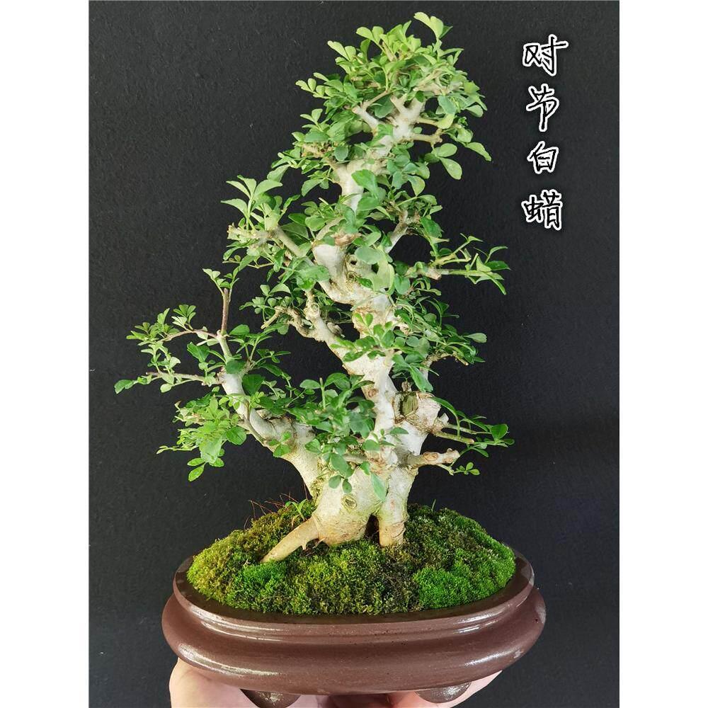 精品对节白蜡小老桩小叶榔榆盆景微型茶台小品红芽雀梅掌中宝盆栽