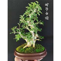 精品对节白蜡小老桩小叶榔榆盆景微型茶台小品红芽雀梅掌中宝盆栽