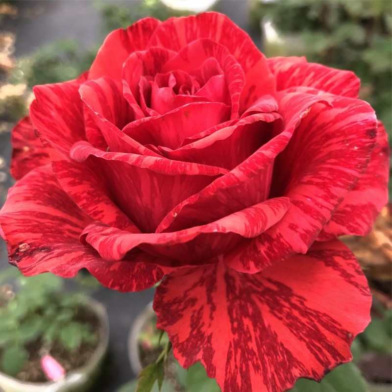 红色直觉月季大苗条纹月季灌木大花月季庭院阳台玫瑰花苗四季勤花
