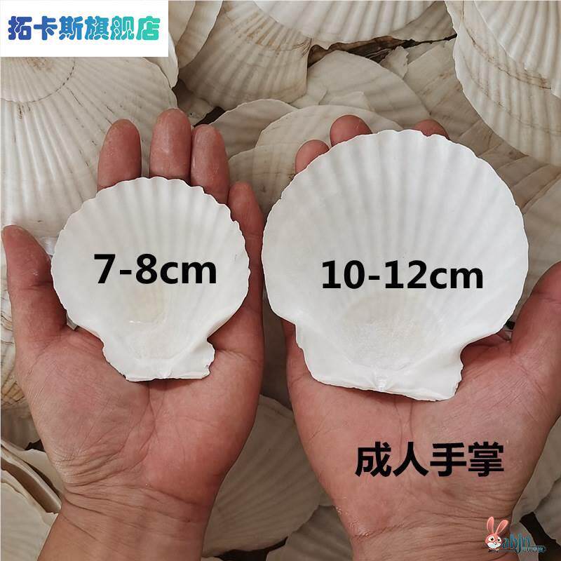 扇贝壳烧烤用蒜蓉粉丝手工白红色大小蒸夏威夷半壳大托盘贝壳包邮