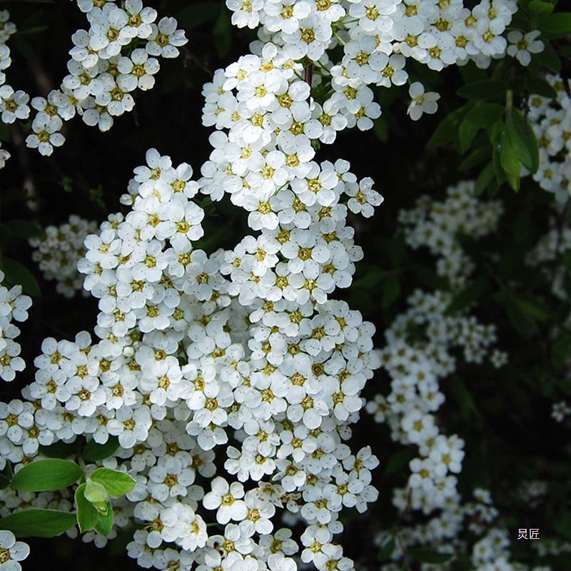 室内外耐寒好养的花卉盆栽喷雪花耐热庭院阳台种植雪柳垂吊绿植物