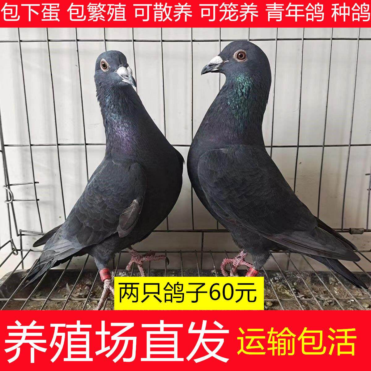 鸽子活体养殖鸽子苗鸽子种鸽信鸽青年鸽子活物鸽子种鸽肉鸽子活物
