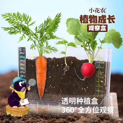儿童阳光种植房幼儿园种菜植物生长观察盒箱窗玩具科学小实验套装