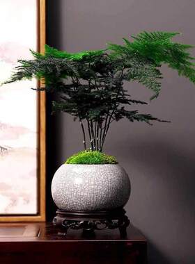 文竹盆栽植物花卉盆栽盆景小盆栽净化空气室内办公室绿植文竹含盆
