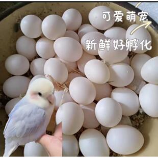 牡丹鹦鹉受精蛋大头虎皮可孵化鸟白子率高种七彩玄凤