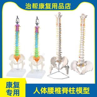 人体彩色长脊柱脊椎带骨盆股骨尾骨脊柱骨骼腰椎颈椎正骨骶骨模型