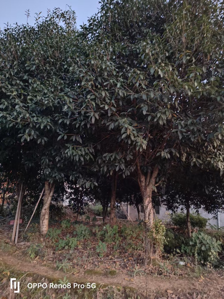 桂花树庭院地栽浓香花卉，数量26棵价格129元