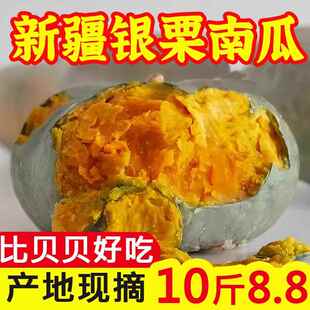 正宗新疆银栗南瓜新鲜粉糯甜板栗味非贝贝贵族南瓜老倭瓜蔬菜辅食