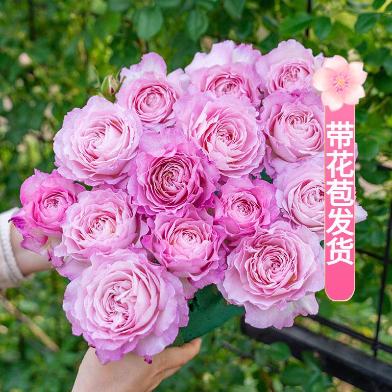 【新春】【带花苞】天狼月季2.5L/2.8L庭院花园植物玫瑰花盆栽苗