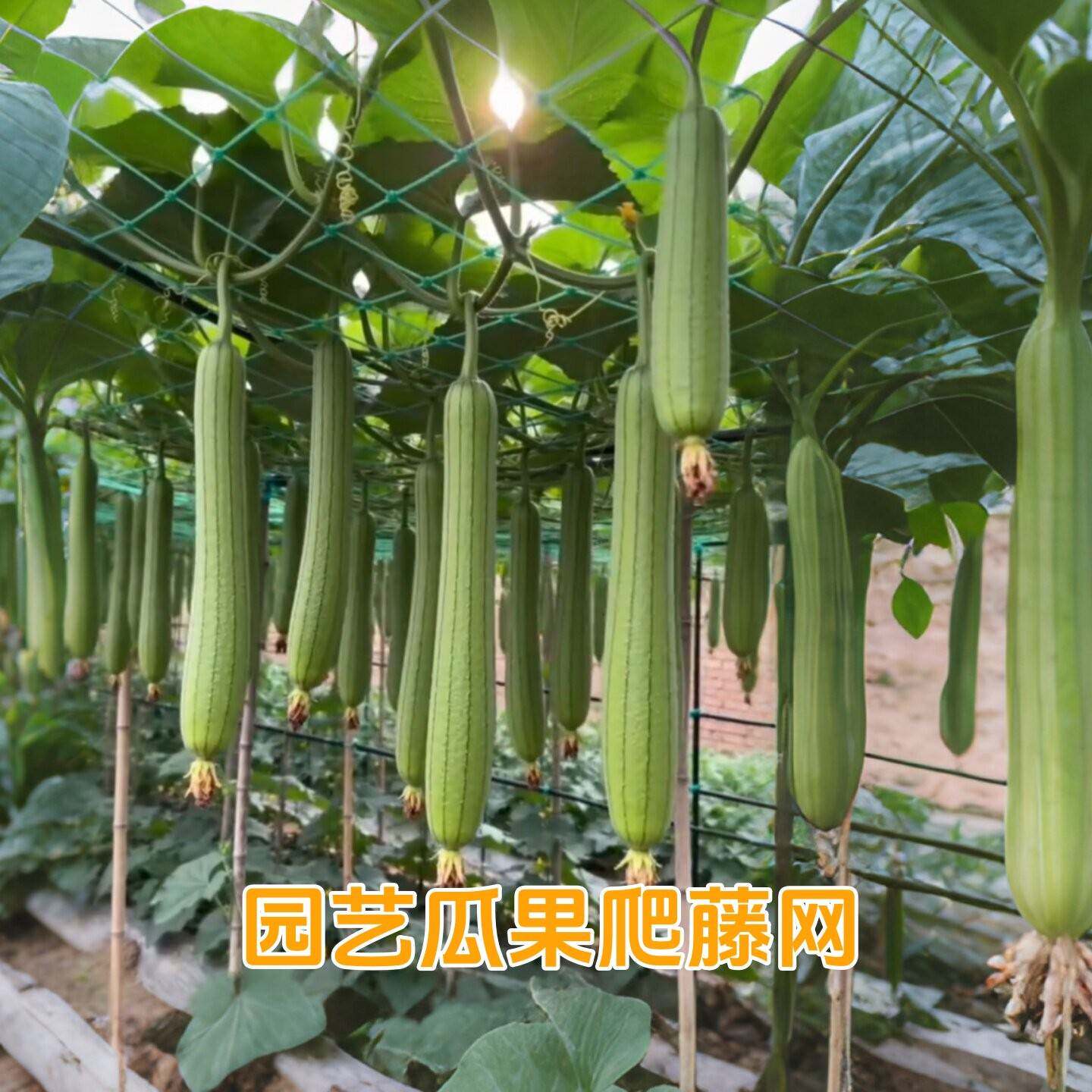 丝瓜爬藤网黄瓜豆角蔬菜植物攀爬网葡萄月季百香果农用加粗搭架网