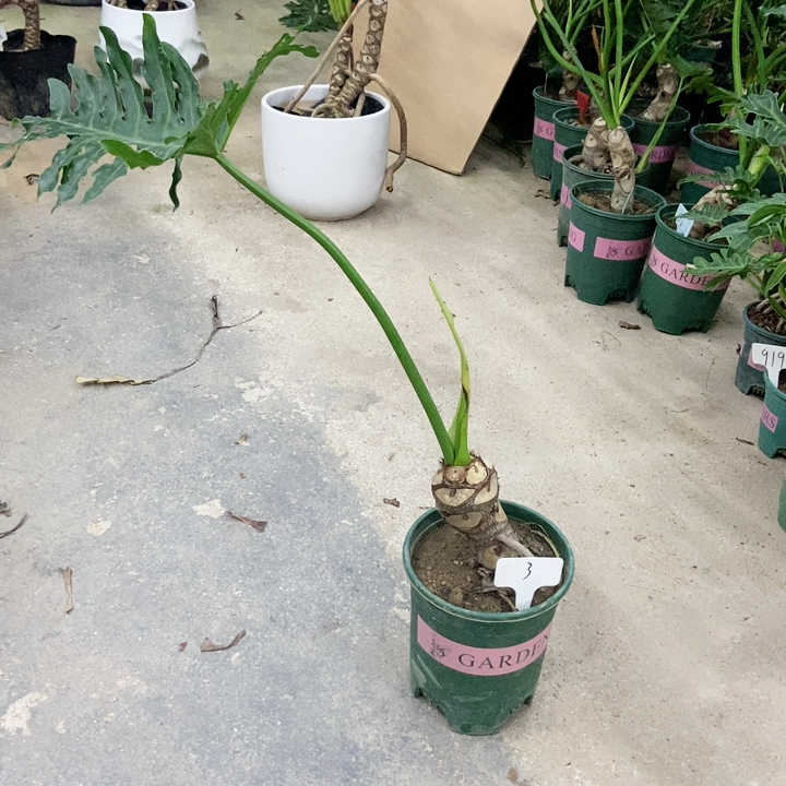 龙鳞老庄春雨3不带盆