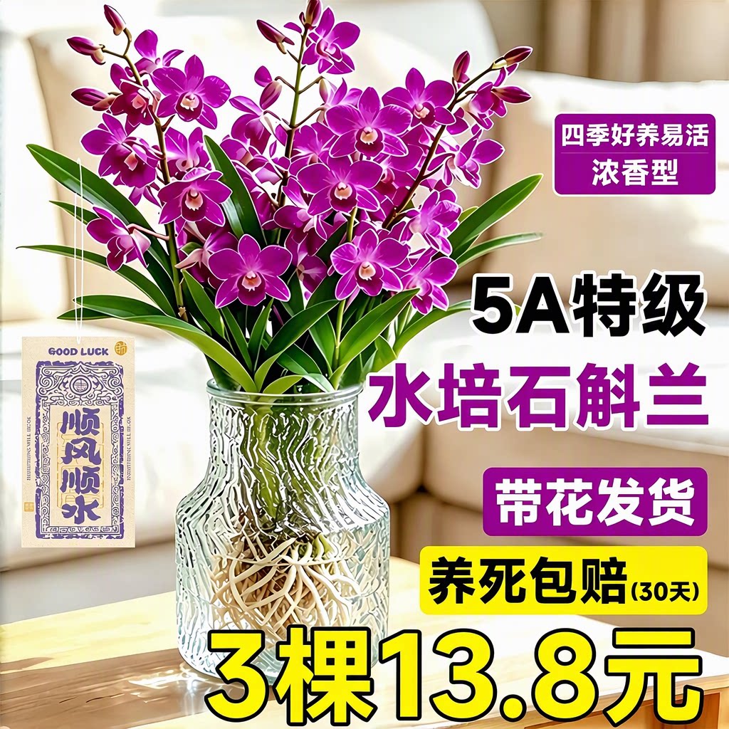 七彩香水石斛兰室内水培植物四季好养易活浓香型兰花苗保证对版