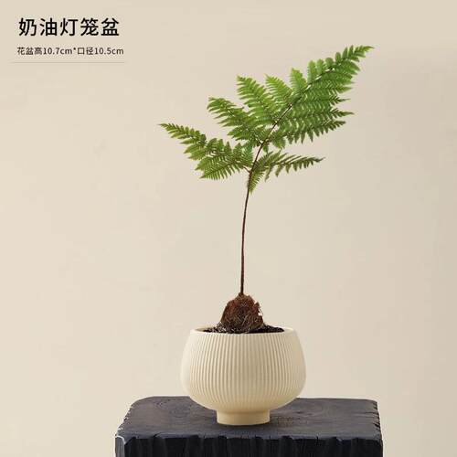 净红磷蕨室scy-25-4盆栽室内客厅办公桌面绿植化空气四季活常青好