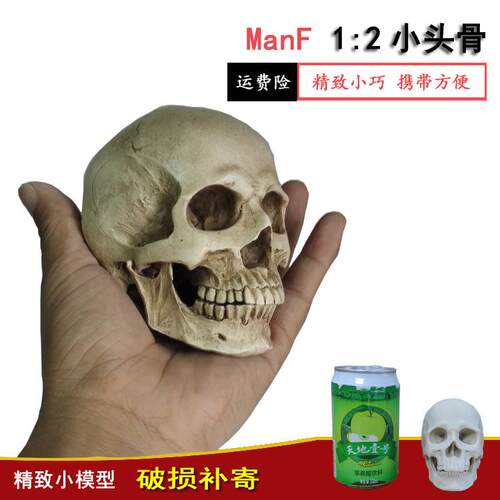 艺用人体肌肉骨骼骷髅头骨绘画参考石膏玩具胸像解剖头颅模型美术