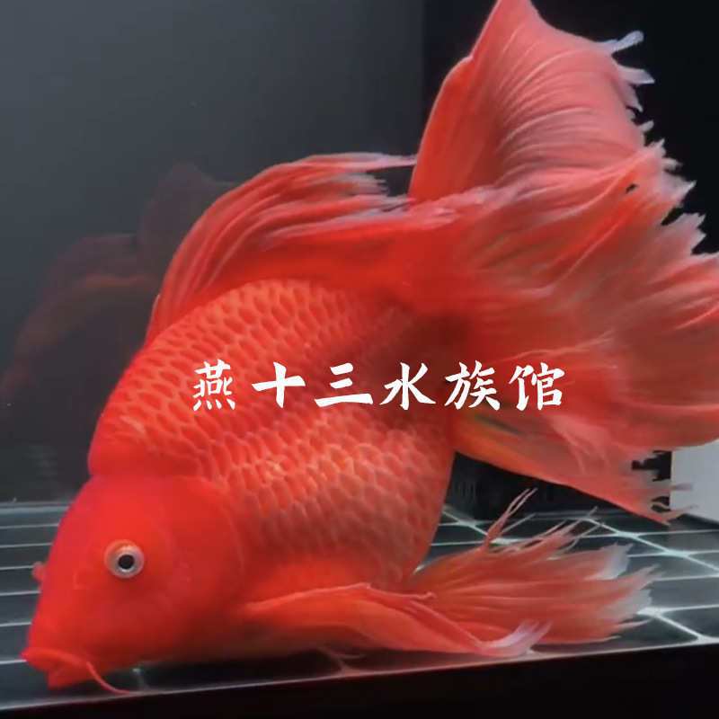 台湾狮子头蝴蝶鲤纯种石膏白短身球体耐寒冷水观赏鱼淡水锦鲤鱼苗