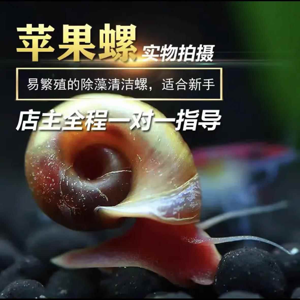 苹果螺除藻螺迷你观赏螺蜗牛工具螺水草缸除苔清理残食清洁螺包活