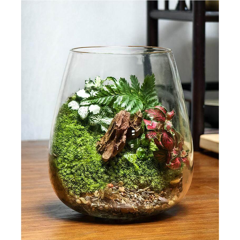 送5只螃蟹苔藓桌面玻璃景观鱼缸办公室造景盆栽植物生态客厅摆件