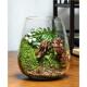 送5只螃蟹苔藓桌面玻璃景观鱼缸办公室造景盆栽植物生态客厅摆件