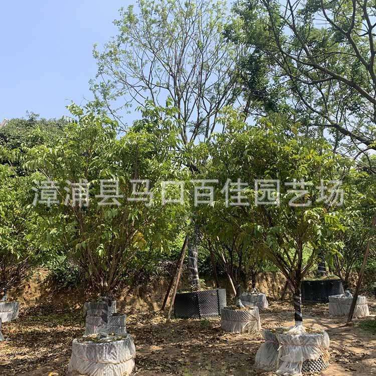 无核黄皮树假植苗 百佳园艺 高度2-3米 全冠黄皮果树