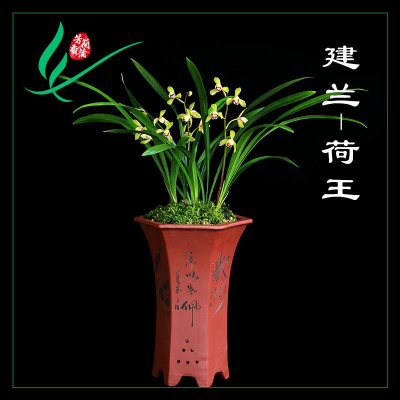 福建南靖兰花苗四季荷王浓香卉盆景栽土绿带草植物花苞名贵春蕙墨