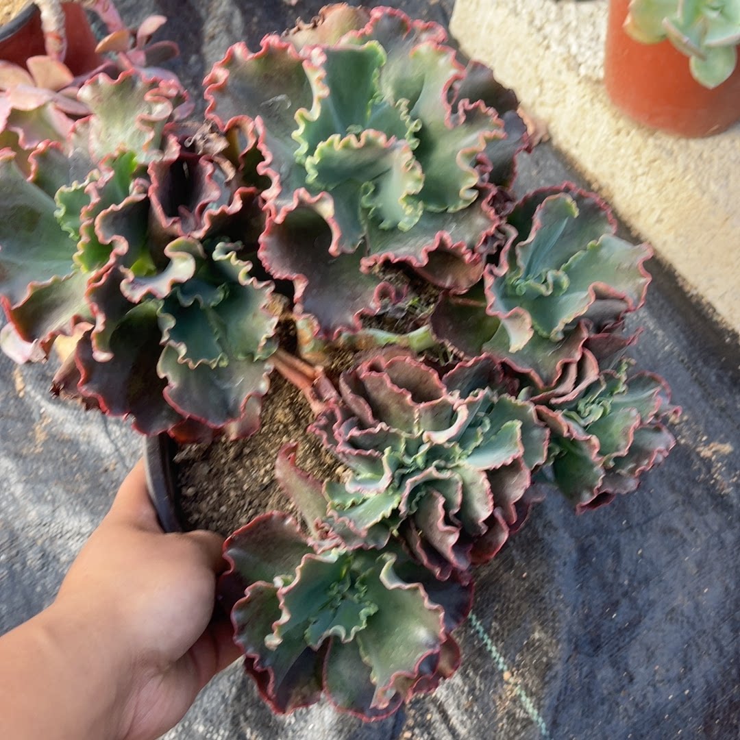 包菜女王花笠缀化5-6-77