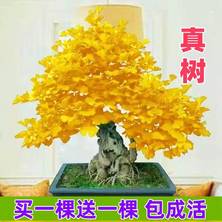 耐寒热矮化银杏树盆栽苗银杏盆栽地栽矮霸小盆景南北室内外树苗