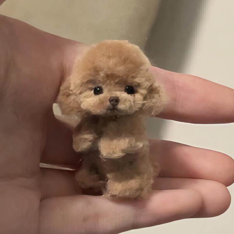 【1:1覆刻】宠物定制彷真猫咪玩偶狗狗公仔泰迪金毛布偶生日礼物