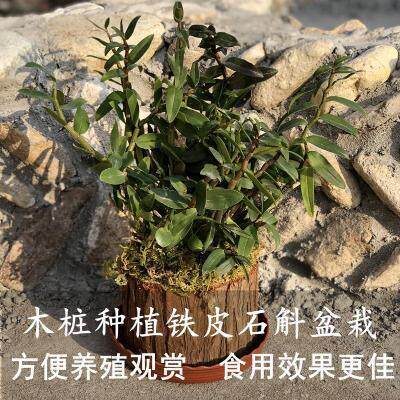 多肉带皮木树桩婚庆木质花盆花瓶木盘木盆花盆花瓶木盆花盆烛台