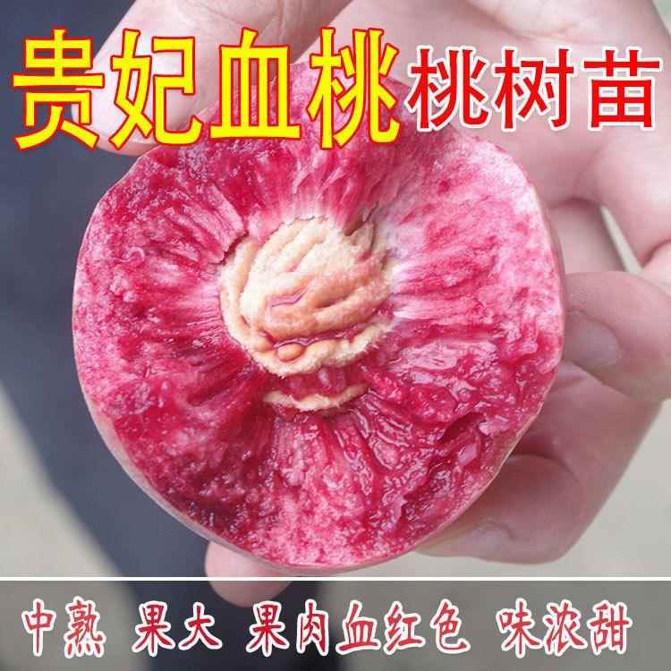 新品种贵妃血桃树苗耐热耐寒正宗嫁接雪桃苗南北方种植当年结果