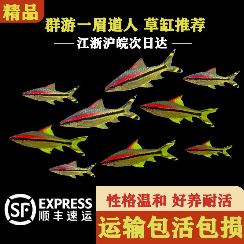一眉道人观赏鱼灯鱼小型草缸群游观赏鱼热带淡水鱼鱼活体好养耐活