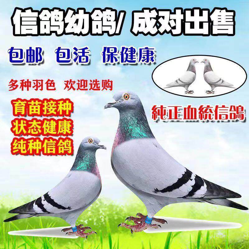 鸽子活一对信鸽种鸽赛鸽观赏鸽成绩鸽幼鸽活体活物信鸽一对公一母