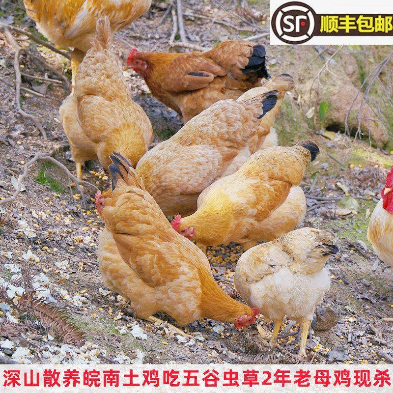 正宗皖南老土鸡深山吃虫草散养现杀2年老母鸡柴鸡跑山奶油草笨鸡