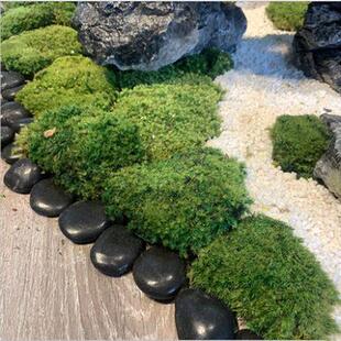 真仿青苔人造草坪室草内盆景造A020石长假苔藓植物墙背景装 饰景微