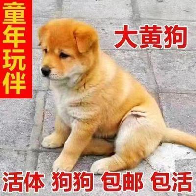 大黄狗活体中华田园犬