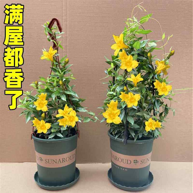 法国香水藤盆栽室内四季花卉飘香月季/蔷薇/玫瑰