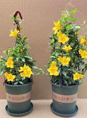 法国香水藤盆栽室内花卉飘香藤庭院茉莉花爬藤蔓植物四季开花绿植